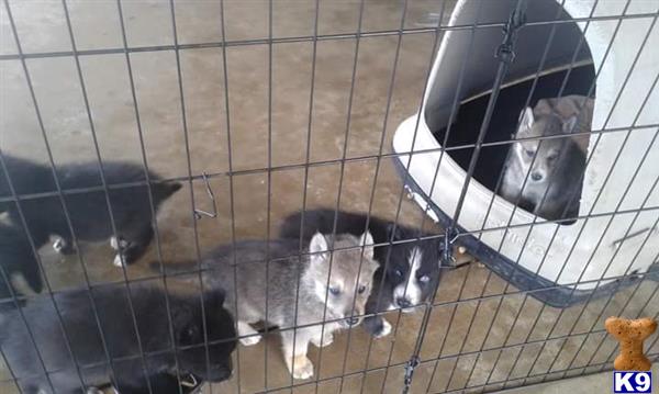 thumperswolves Picture 1